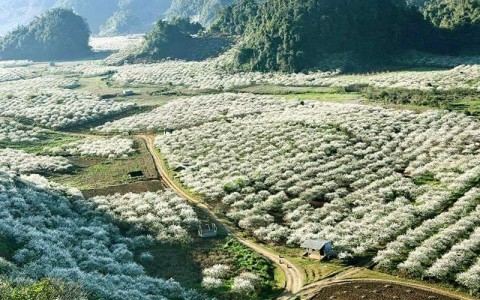 Which Is the Most Beautiful Season To Visit Moc Chau?